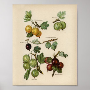 Vintage botaniska illustrationer poster