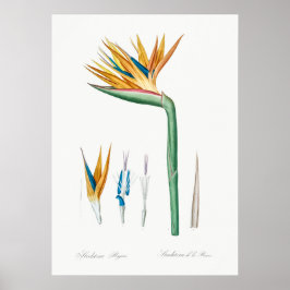 Vintage botaniska illustrationer poster