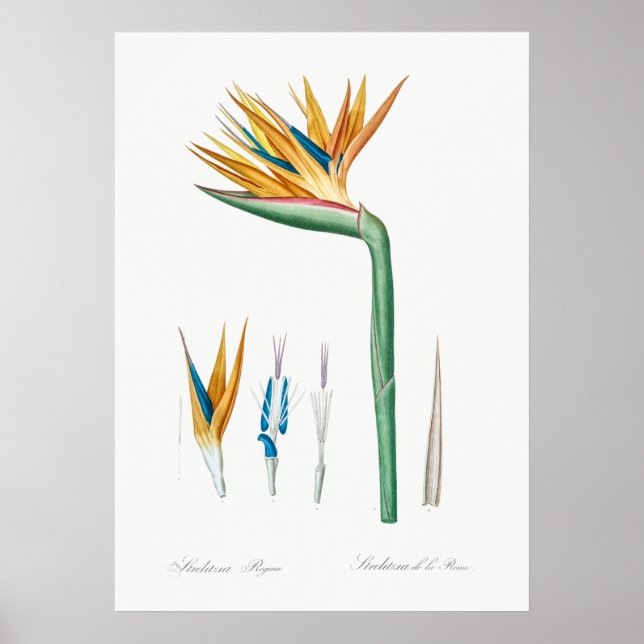 Vintage botaniska illustrationer poster (Framsidan)