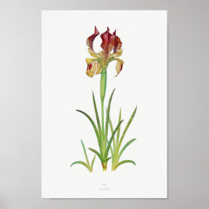 Vintage botaniska illustrationer poster