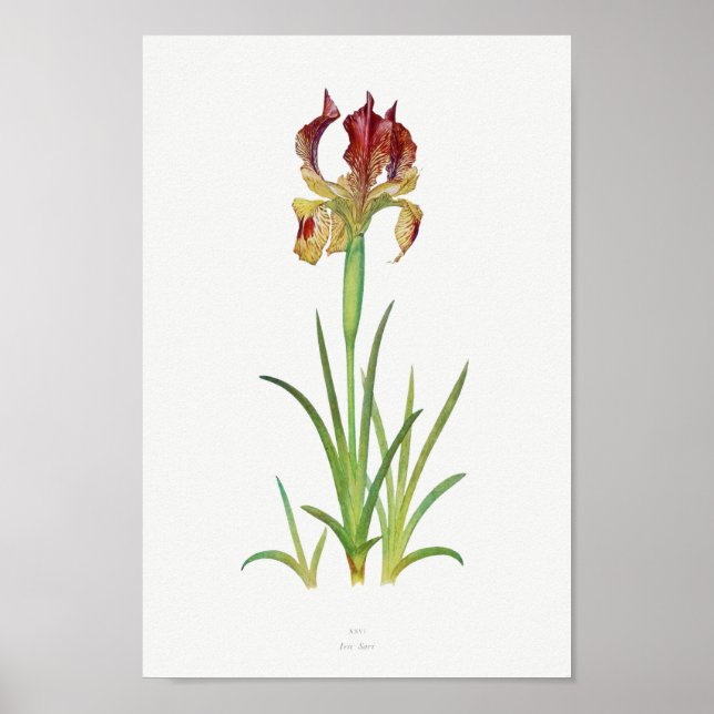 Vintage botaniska illustrationer poster (Framsidan)