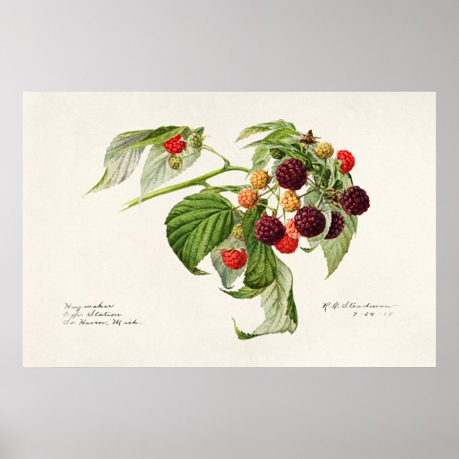 Vintage botaniska illustrationer poster (Framsidan)