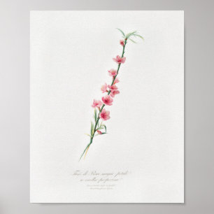 Vintage botaniska illustrationer poster