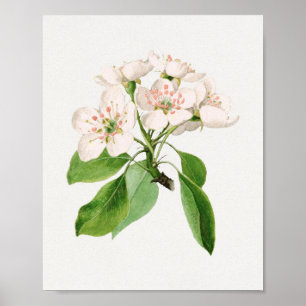Vintage botaniska illustrationer poster