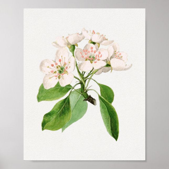 Vintage botaniska illustrationer poster (Framsidan)
