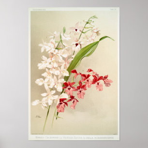 Vintage botaniska illustrationer poster