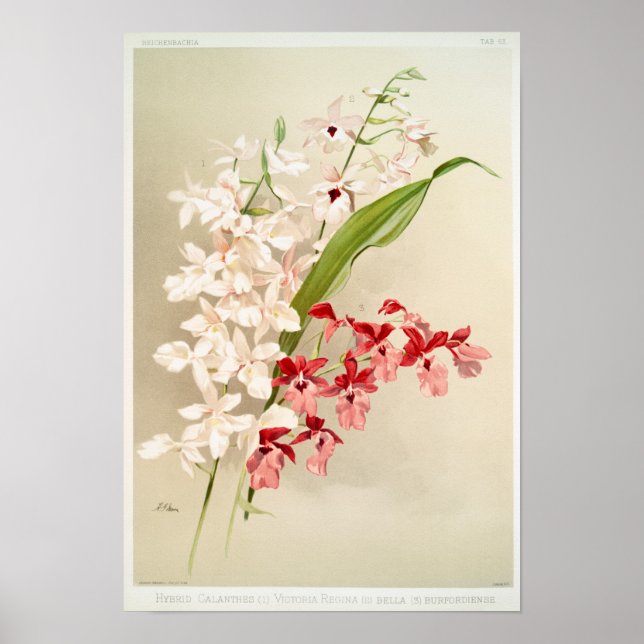 Vintage botaniska illustrationer poster (Framsidan)
