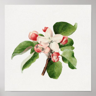 Vintage botaniska illustrationer poster