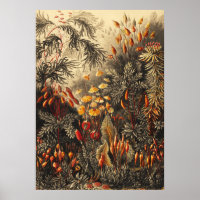 Vintage botaniska illustrationer
