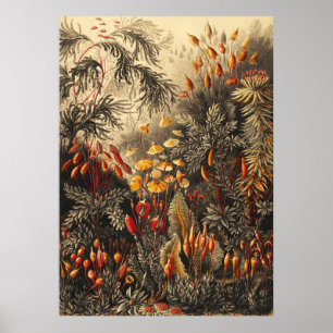 Vintage botaniska illustrationer poster
