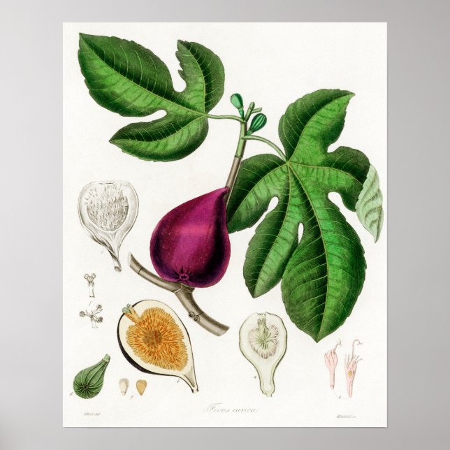 Vintage botaniska illustrationer poster (Framsidan)