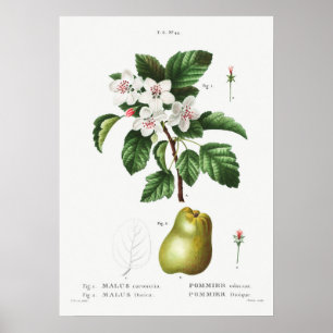 Vintage botaniska illustrationer poster