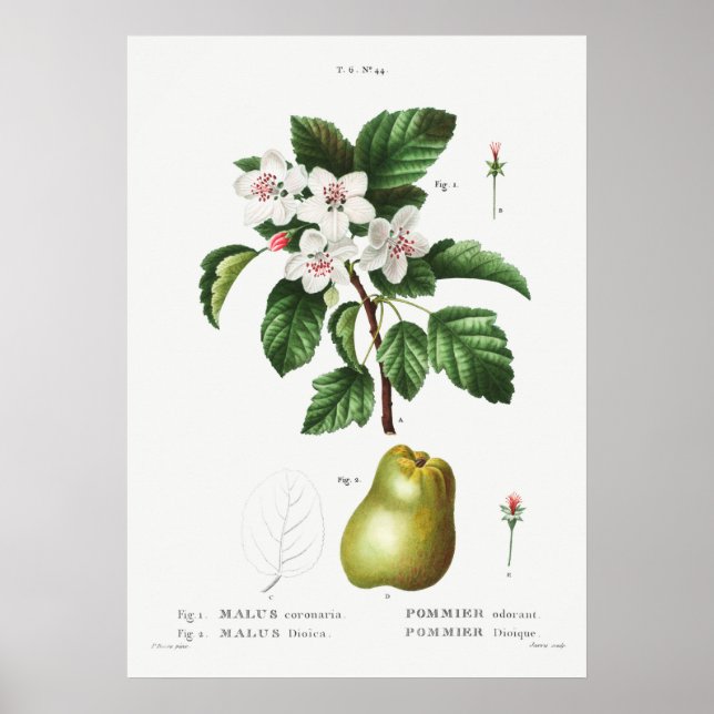 Vintage botaniska illustrationer poster (Framsidan)
