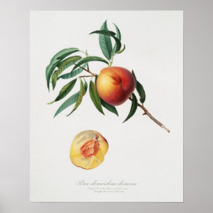 Vintage botaniska illustrationer poster