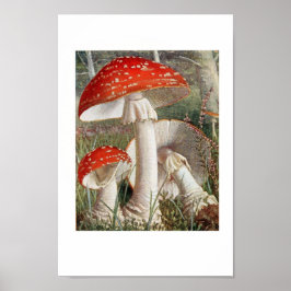 Vintage botaniska illustrationer poster