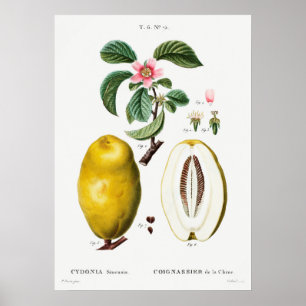 Vintage botaniska illustrationer poster