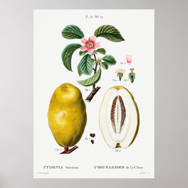 Vintage botaniska illustrationer poster (Framsidan)