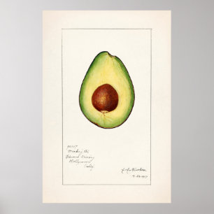Vintage botaniska illustrationer poster