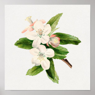 Vintage botaniska illustrationer poster