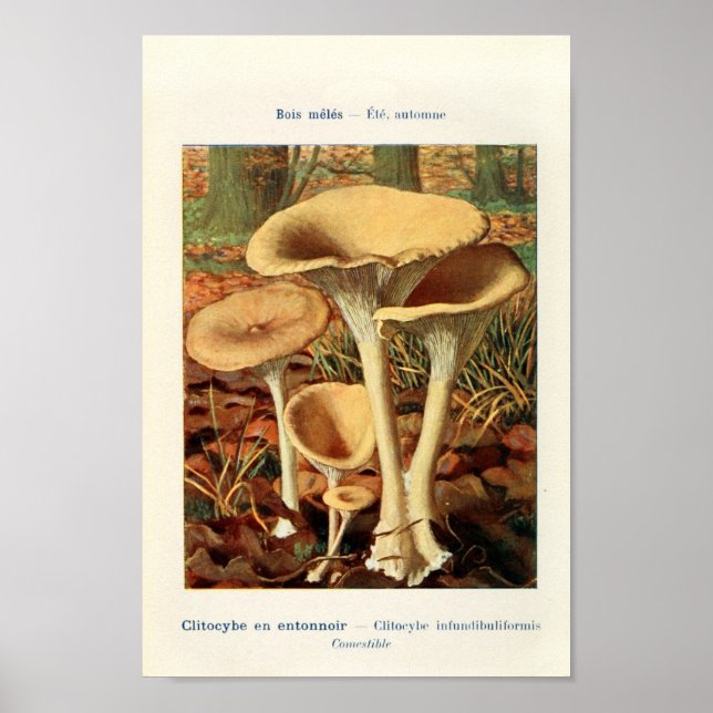 Vintage botaniska illustrationer poster (Framsidan)