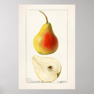 Vintage botaniska illustrationer poster