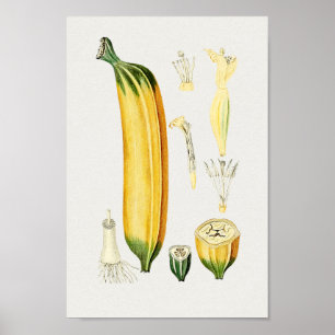 Vintage botaniska illustrationer poster