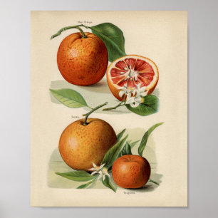 Vintage botaniska illustrationer poster