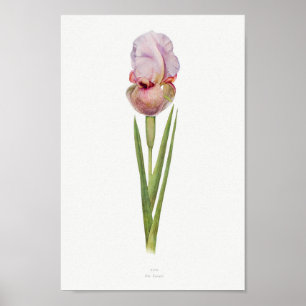 Vintage botaniska illustrationer poster
