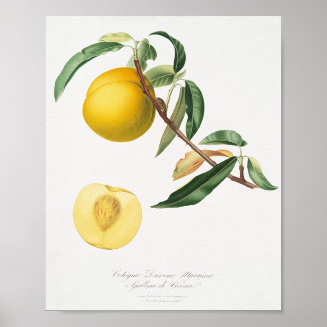 Vintage botaniska illustrationer poster (Framsidan)