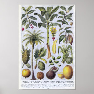 Vintage botaniska illustrationer poster