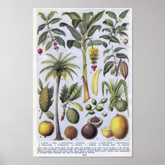 Vintage botaniska illustrationer poster (Framsidan)