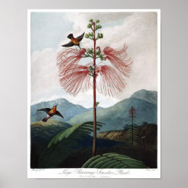 Vintage botaniska illustrationer poster