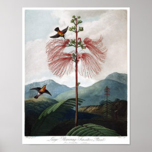 Vintage botaniska illustrationer poster