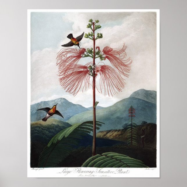 Vintage botaniska illustrationer poster (Framsidan)