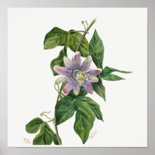 Vintage botaniska illustrationer poster