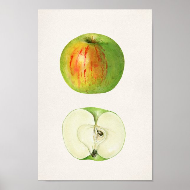 Vintage botaniska illustrationer poster (Framsidan)