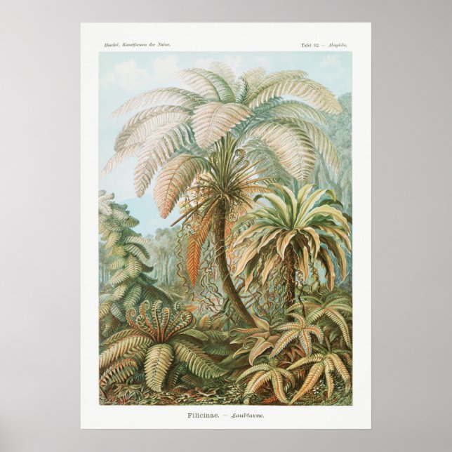 Vintage botaniska illustrationer poster (Framsidan)