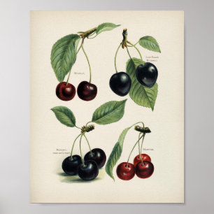 Vintage botaniska illustrationer poster