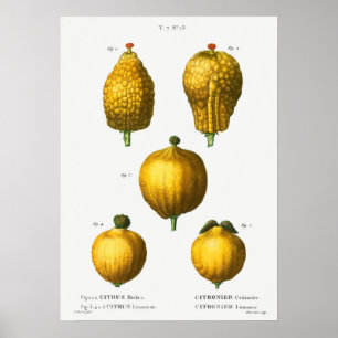 Vintage botaniska illustrationer poster