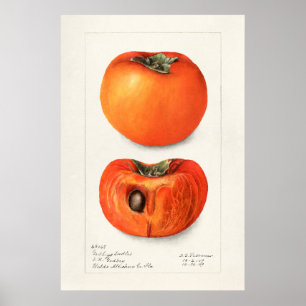 Vintage botaniska illustrationer poster