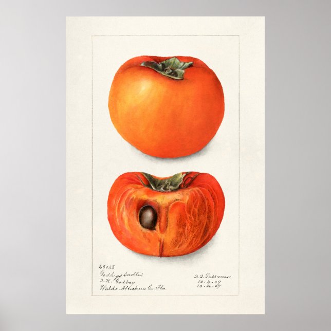 Vintage botaniska illustrationer poster (Framsidan)