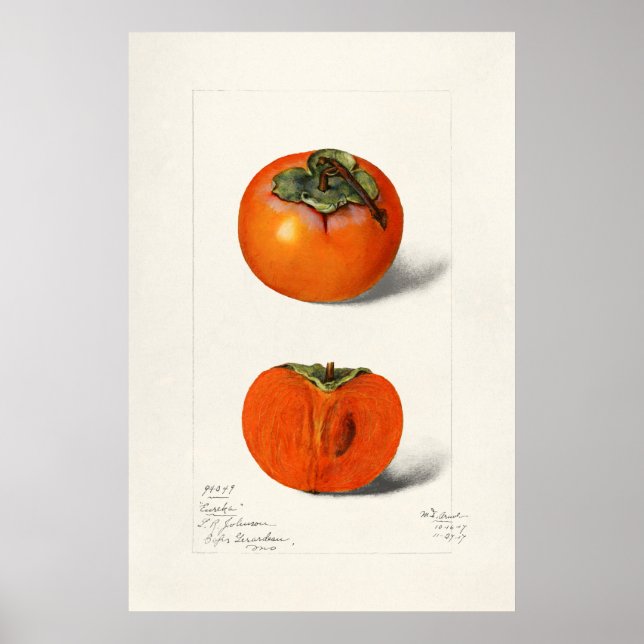 Vintage botaniska illustrationer poster (Framsidan)