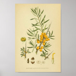 Vintage botaniska illustrationer poster