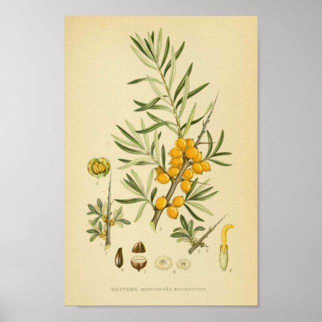 Vintage botaniska illustrationer poster (Framsidan)