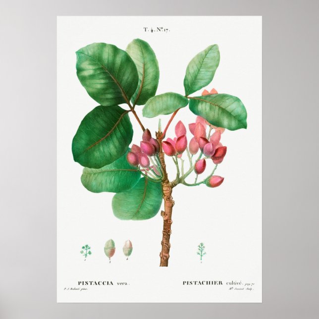 Vintage botaniska illustrationer poster (Framsidan)