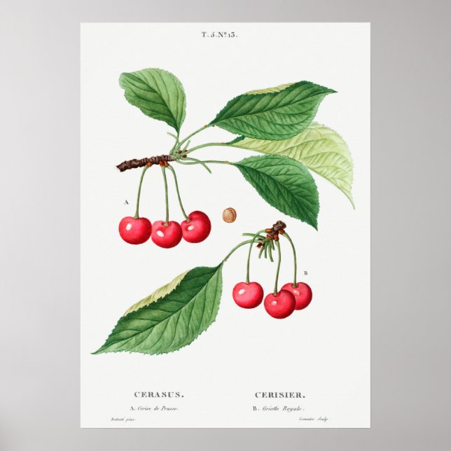 Vintage botaniska illustrationer poster (Framsidan)