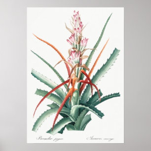 Vintage botaniska illustrationer poster