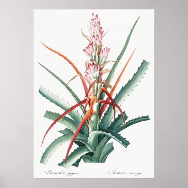 Vintage botaniska illustrationer poster (Framsidan)