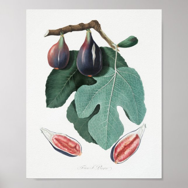 Vintage botaniska illustrationer poster (Framsidan)
