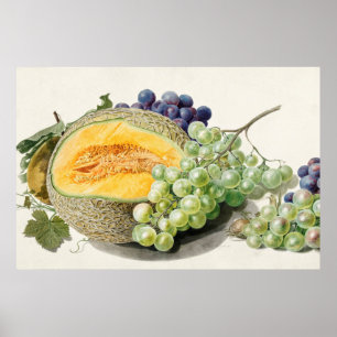 Vintage botaniska illustrationer poster